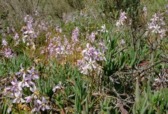 Cyanella orchidiformis