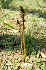 Cyclopogon elatus