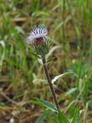Carduncellus caeruleus, photograph 6