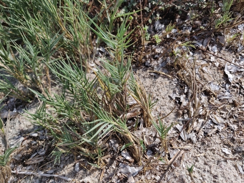Sporobolus pungens, photograph 2