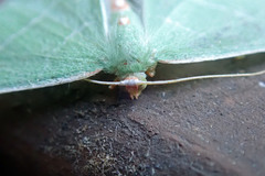 Nemoria rubrifrontaria