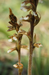Cyclopogon elatus