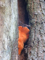 Aurantiporus croceus