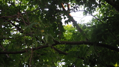 Orthotomus