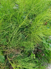 Equisetum arvense