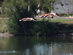 Phoenicopterus chilensis