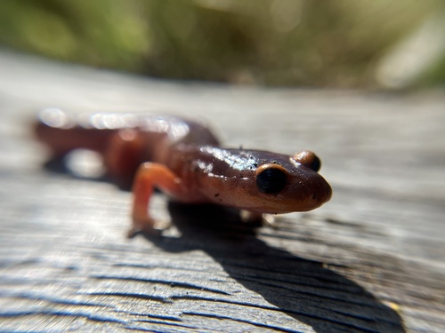 iNaturalist observation photo of Ensatina