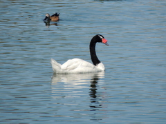 Cygnus melancoryphus