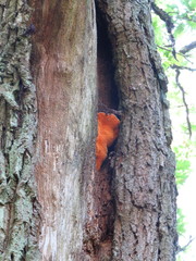 Aurantiporus croceus