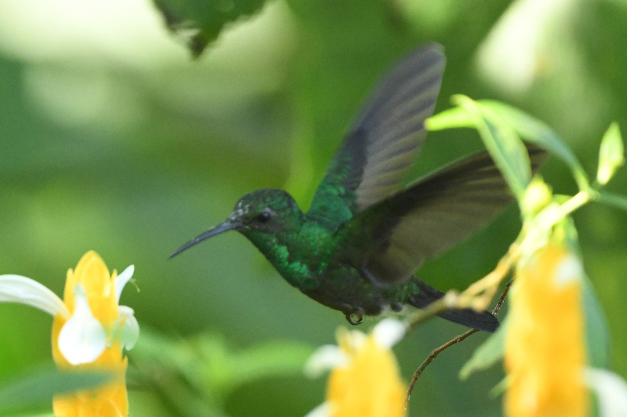 White-vented Plumeleteer (Chalybura buffonii), photo 10