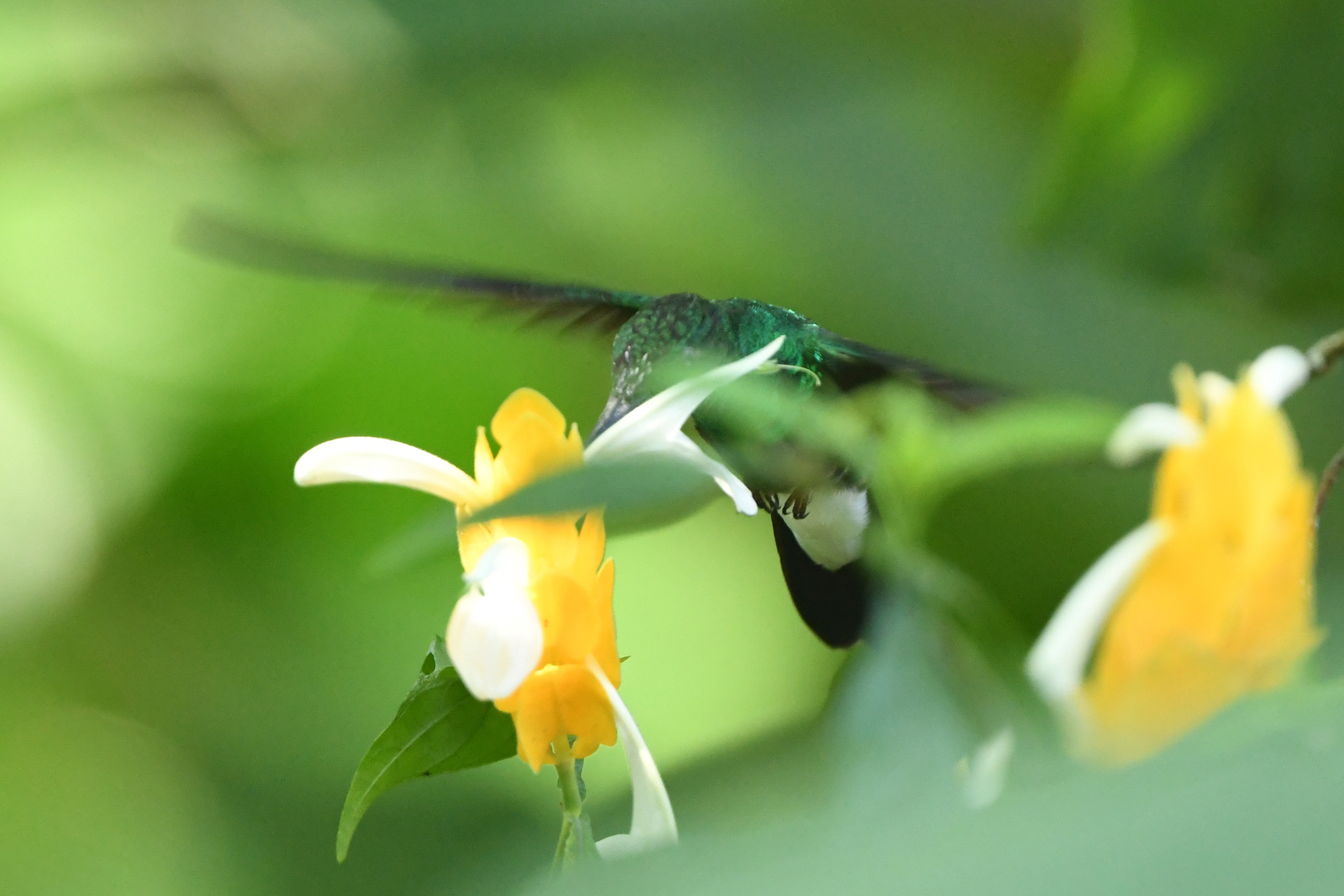 White-vented Plumeleteer (Chalybura buffonii), photo 9