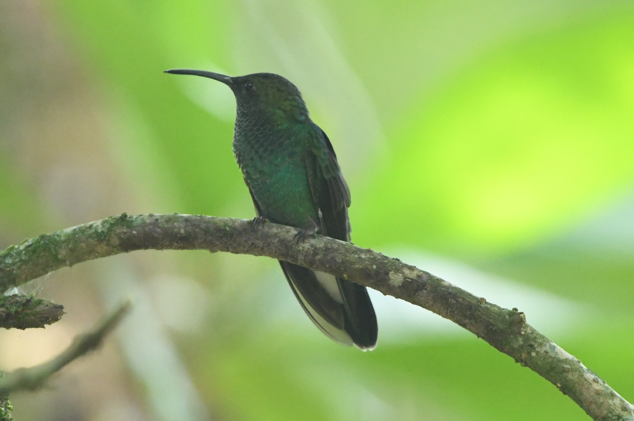 White-vented Plumeleteer (Chalybura buffonii), photo 8