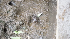 Parathelphusa convexa