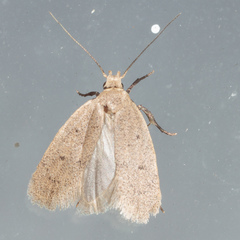 Inga obscuromaculella