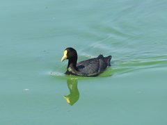 Fulica leucoptera