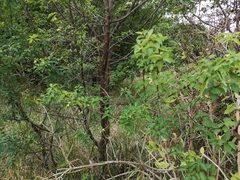 Kirschpflaume (Prunus cerasifera): Herkunft und Verwendung — Foto 2