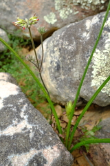 Pelargonium leipoldtii