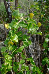 Dioscorea elephantipes