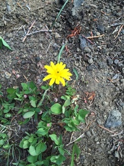 Nothocalais alpestris