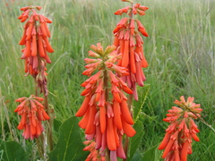 Erythrina zeyheri