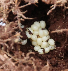 Anisolabis littorea