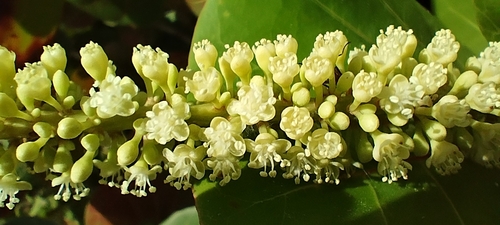 Almendro de playa (Terminalia catappa)