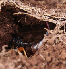 Anisolabis littorea