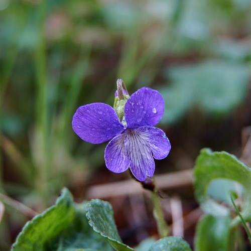 Image of Viola nephrophylla by (c) Andrew Tree, some rights reserved (CC BY)