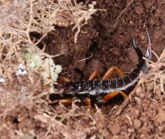 Anisolabis littorea
