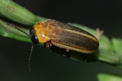 Luciolinae