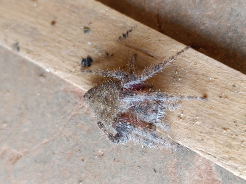 Eriophora edax