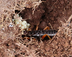 Anisolabis littorea