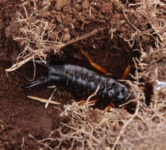Anisolabis littorea