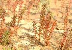 Oxalis viscosa