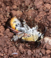 Radumeris tasmaniensis