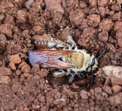 Radumeris tasmaniensis