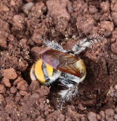 Radumeris tasmaniensis