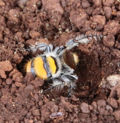 Radumeris tasmaniensis