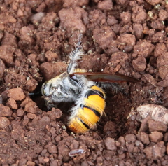 Radumeris tasmaniensis