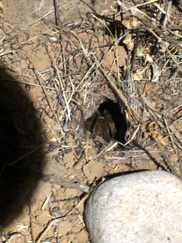 California Ebony Tarantula photo 5