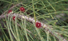 Casuarina equisetifolia, recorded flowering