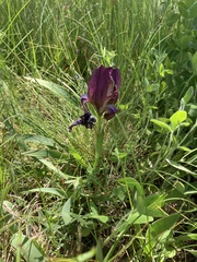 Iris suaveolens, photograph author not stated, no rights reserved