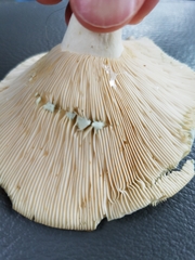Lactifluus glaucescens