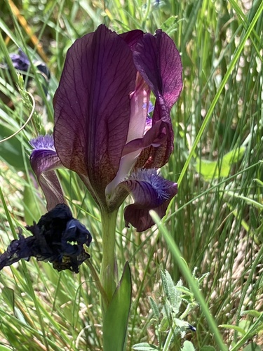Iris suaveolens, photograph 5