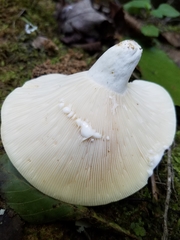 Lactifluus glaucescens