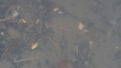 Dermogenys pusilla