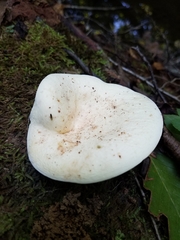 Lactifluus glaucescens