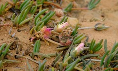 Cephalophyllum tricolorum