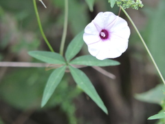 Ipomoea heptaphylla
