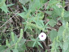 Ipomoea heptaphylla